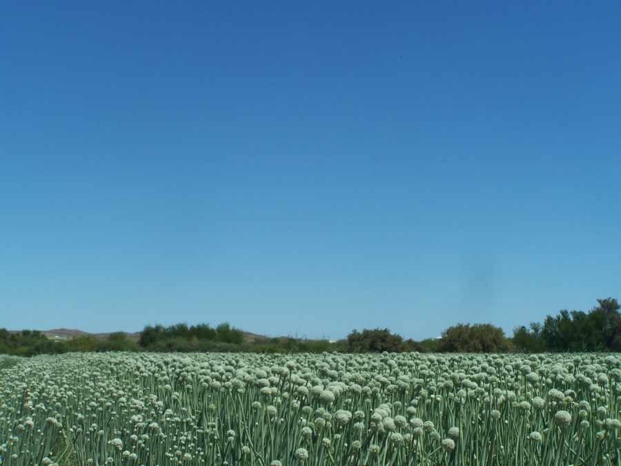 Commercial Property for Sale in Leeu Gamka Western Cape